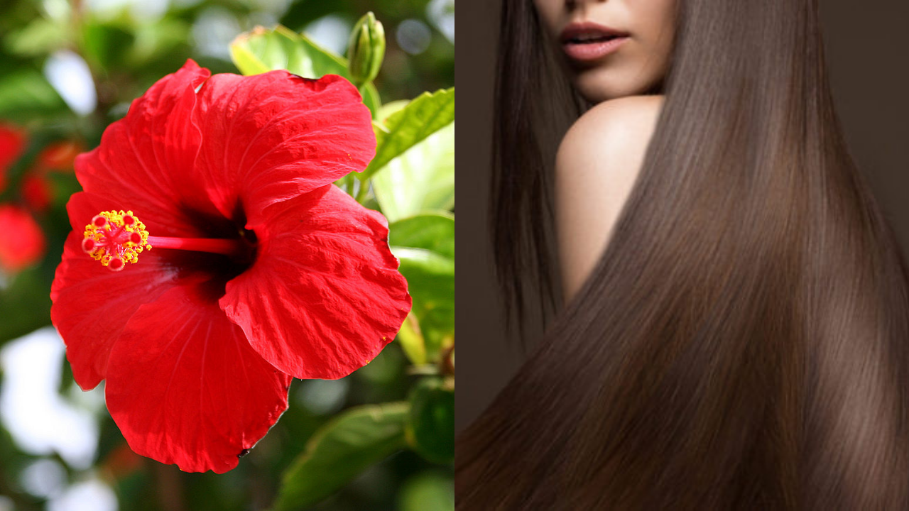 அடர்த்தியான முடி வேணும்னா இந்த பூவில் எண்ணெய் செஞ்சு யூஸ் பண்ணுங்க…